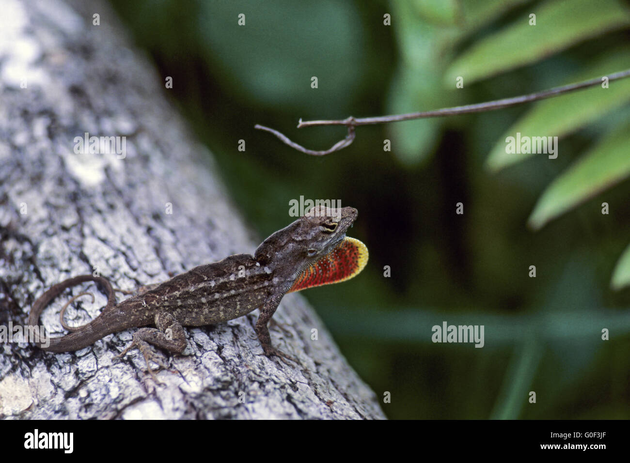 Anole brun homme affichage de fanon Banque D'Images