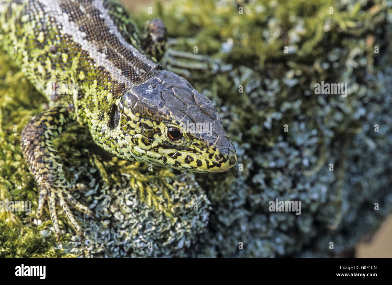 Sand Lizard la femelle pond des œufs dans le sable meuble dans un endroit ensoleillé Banque D'Images