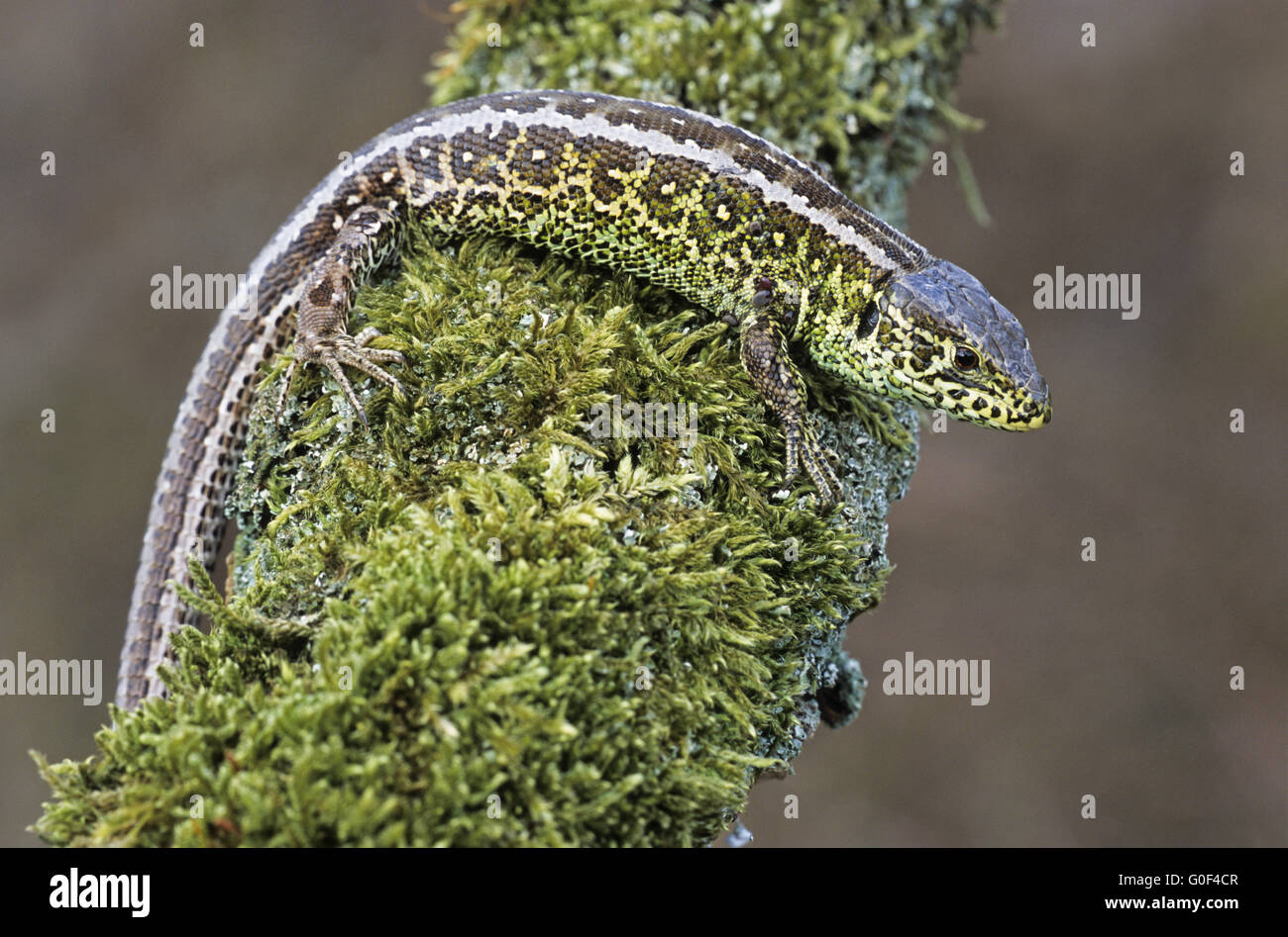 Lézard sable peut atteindre jusqu'à 25 cm Banque D'Images