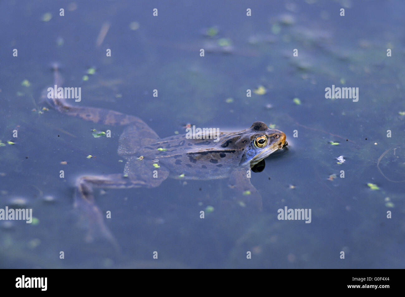 Moor Frog la saison de l'accouplement a lieu après la fin de l'hibernation Banque D'Images