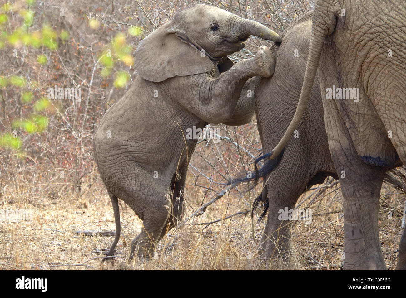 Les jeunes à l'éléphant en kruger Banque D'Images