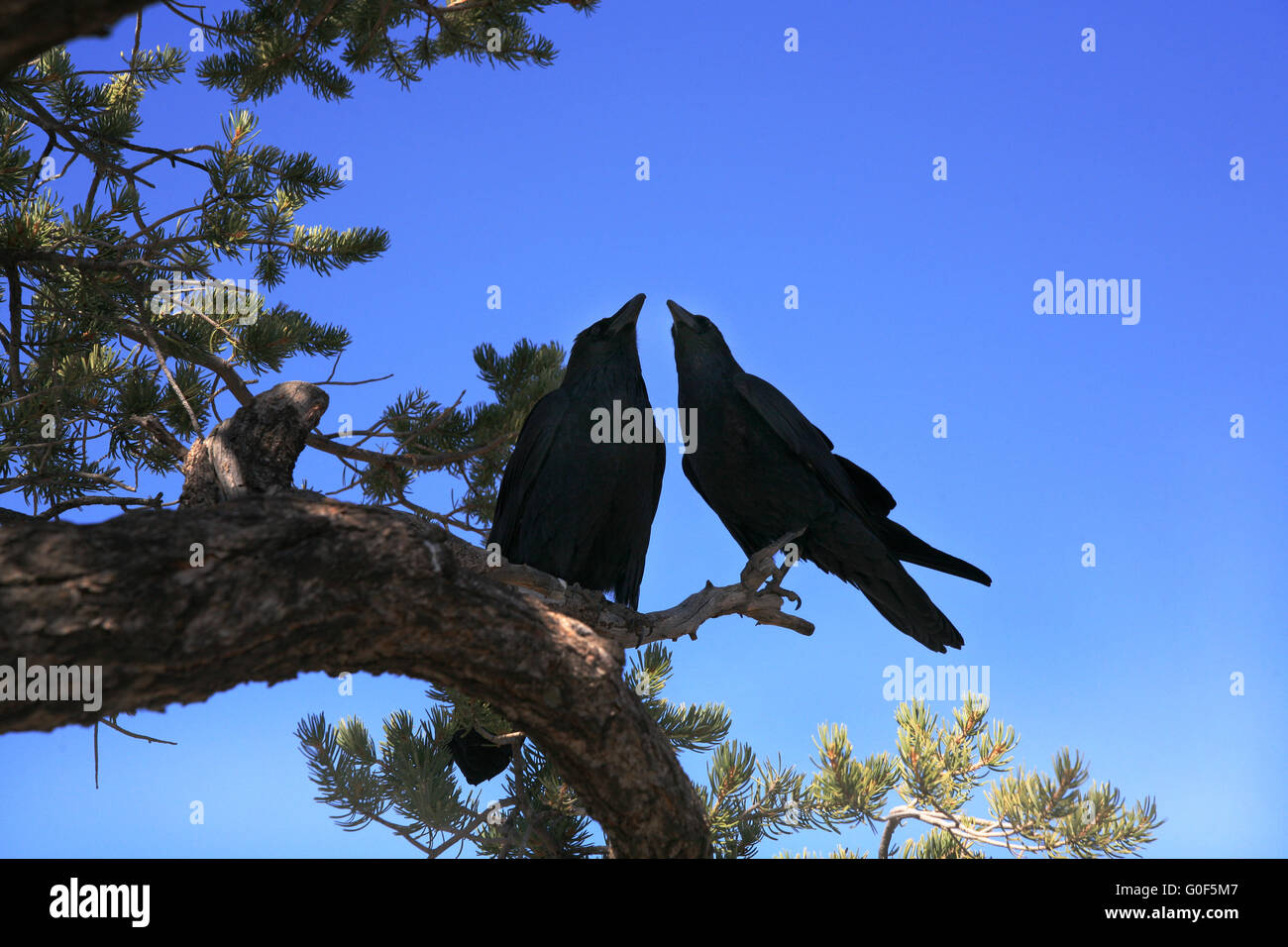 Une paire de corbeaux dans un arbre Banque D'Images