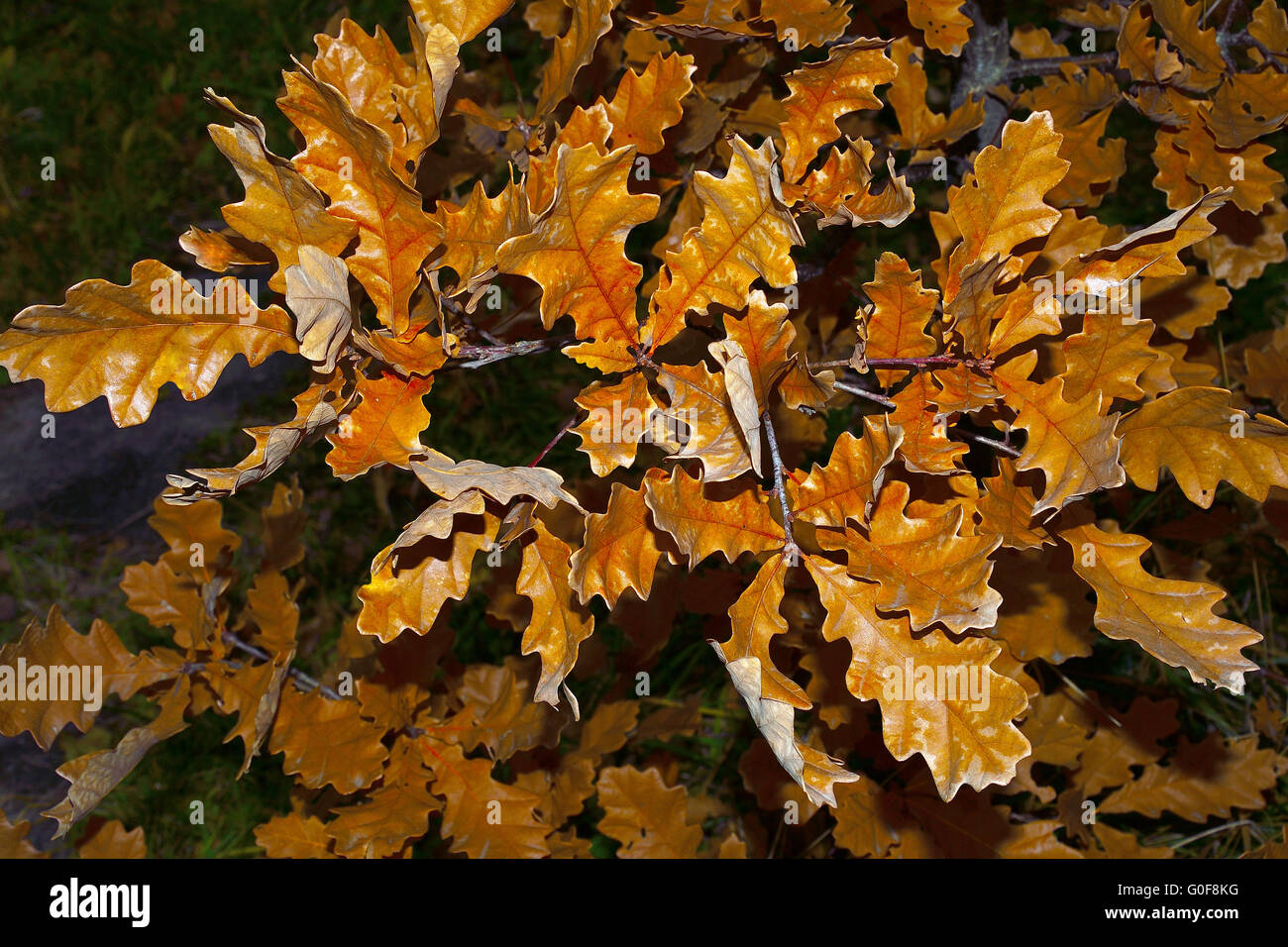 Rameau de chêne doré d'automne Banque D'Images