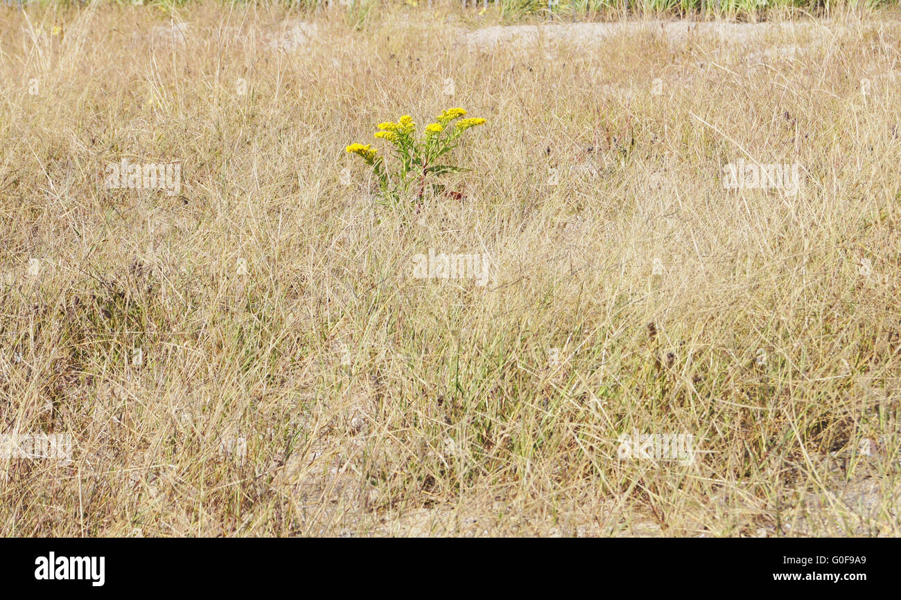 Une fleur au milieu des mauvaises herbes. Banque D'Images