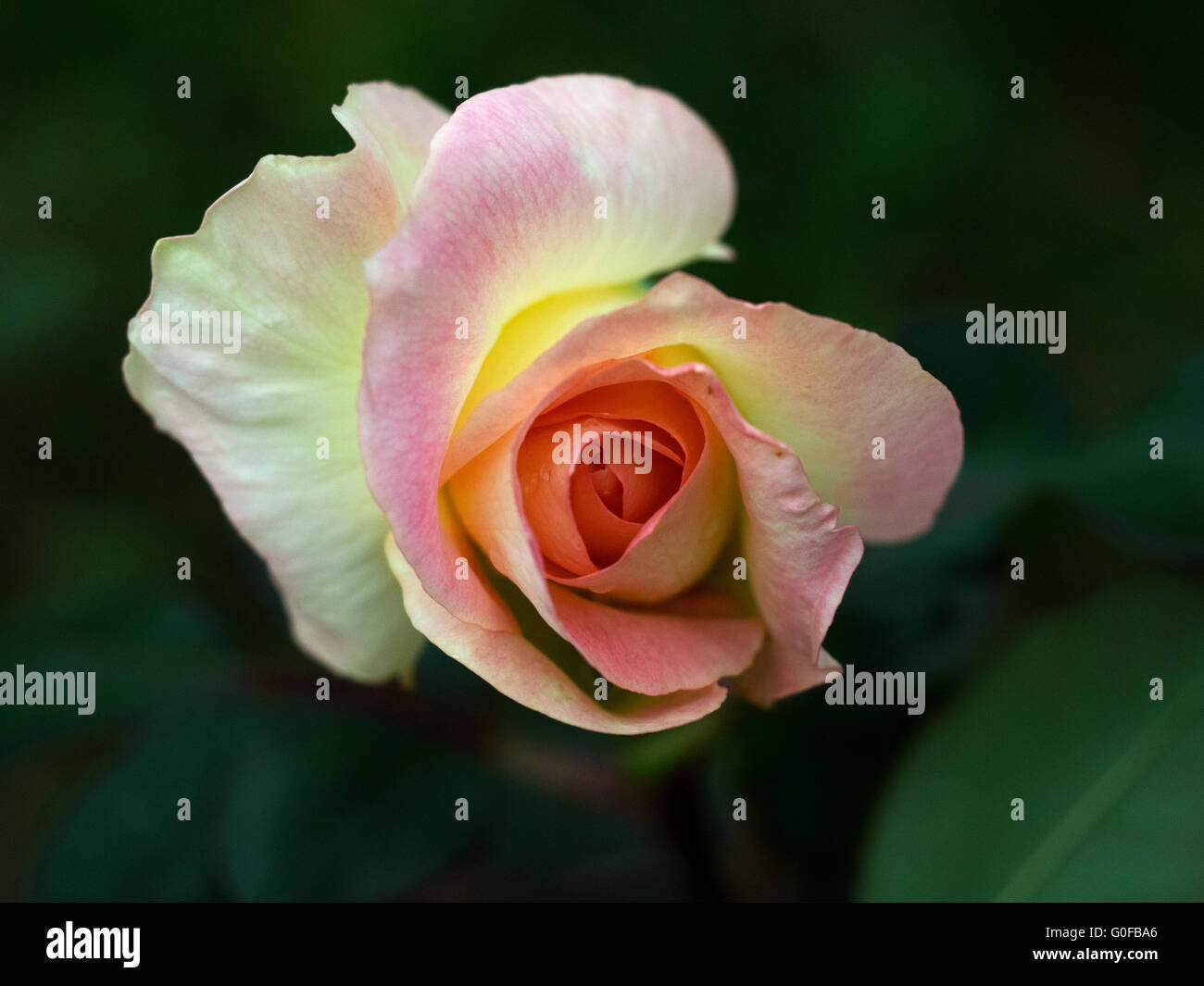 Flamant rose couleur rose jaune Rose Roses Bokeh Macro Banque D'Images