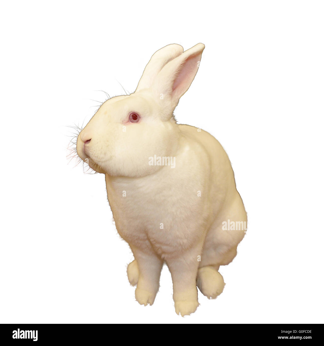Bunny appelé white rex Banque D'Images
