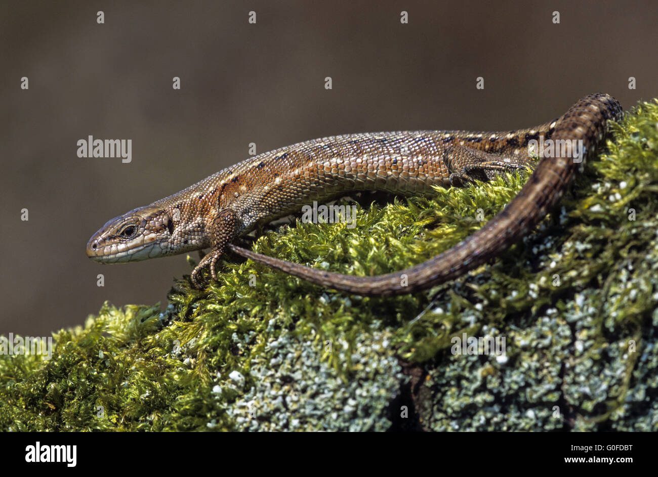 Lézard vivipare les femelles ont un ventre blanchâtre Banque D'Images