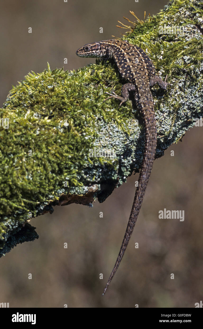 Lézard vivipare vit plus au nord que les autres espèces de reptiles Banque D'Images