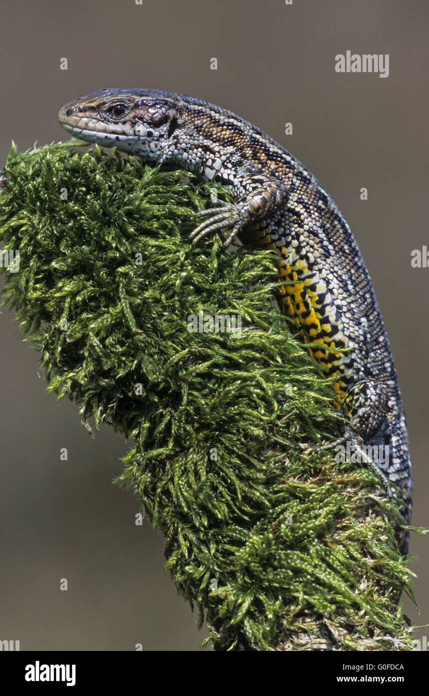 Lézard vivipare les mâles ont des feuilles de couleur orange ou jaune Banque D'Images