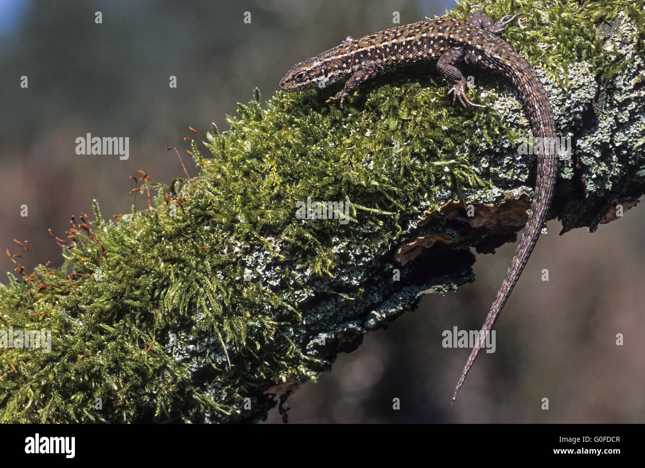 Lézard vivipare la plupart des populations sont vivipares Banque D'Images