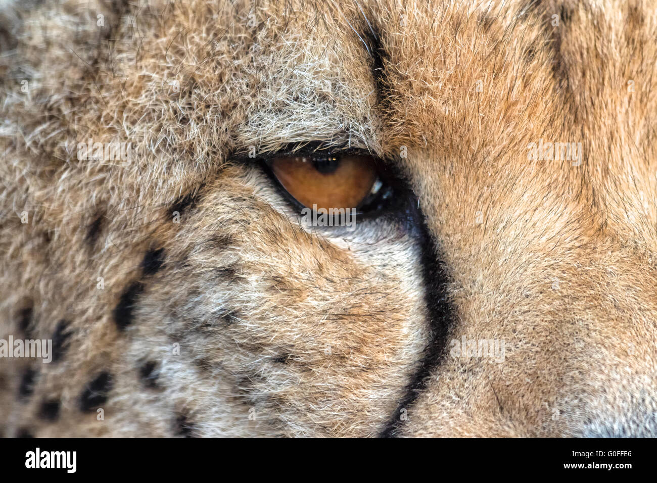 Œil d'un guépard à kruger Banque D'Images