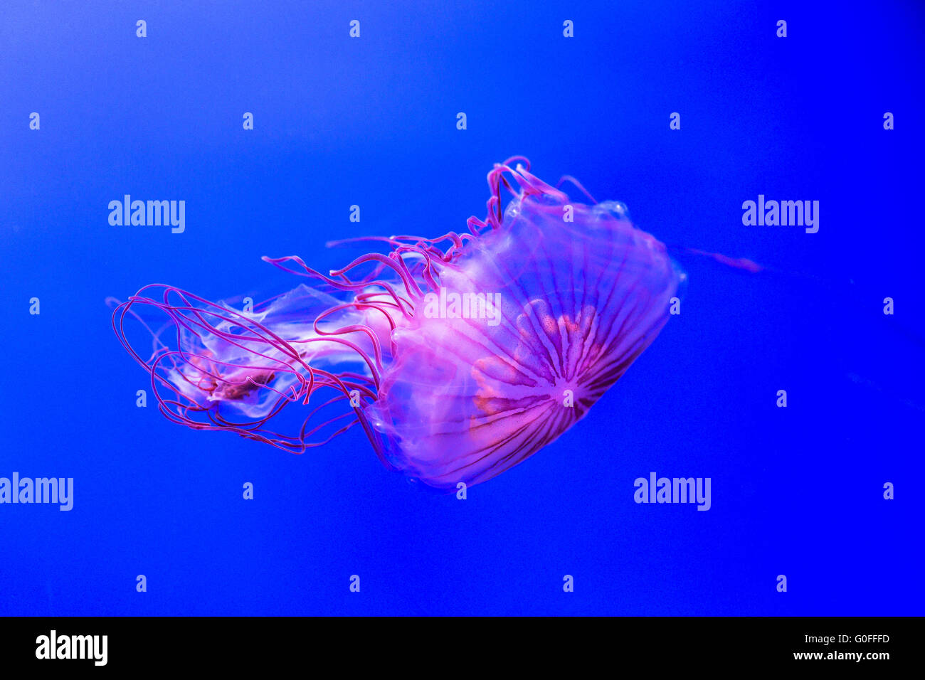 La mer du Nord de l'ortie, chrysaora melanaster, déménagement dans l'eau. Cette méduse peut atteindre 60 centimètres de longueur, les tentacules Banque D'Images
