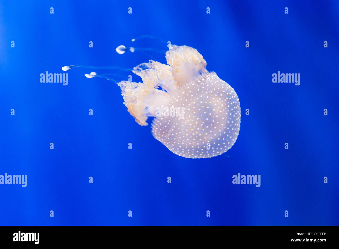 Un phyllorhiza punctata, méduse tachetée, nager dans un aquarium. Cette méduse est aussi connu sous le nom de white-spotte Banque D'Images