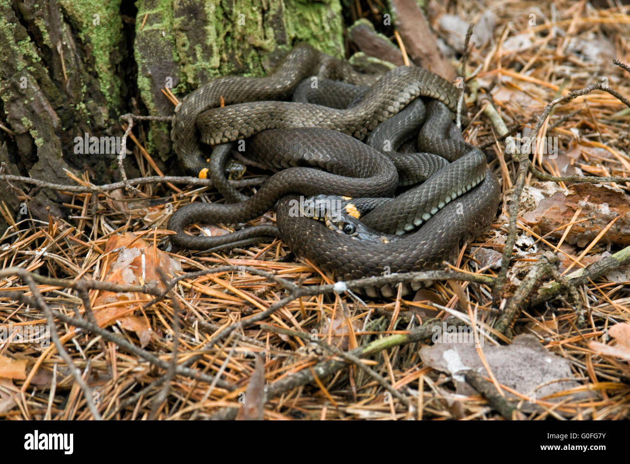 Les serpents de la famille . Automne chaud dernière forêt de pins Banque D'Images