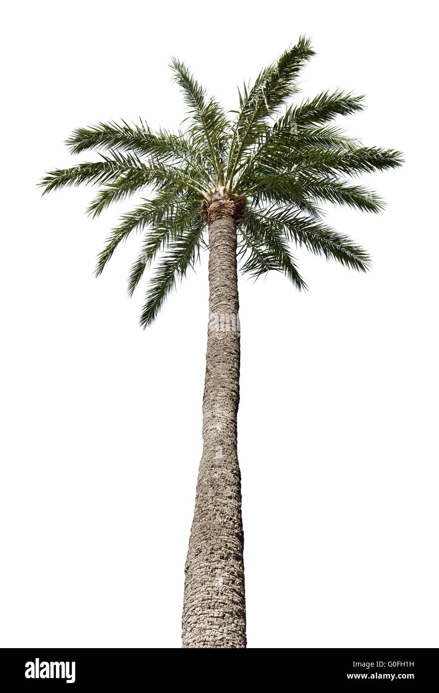Vieux palmier isolé sur fond blanc Banque D'Images