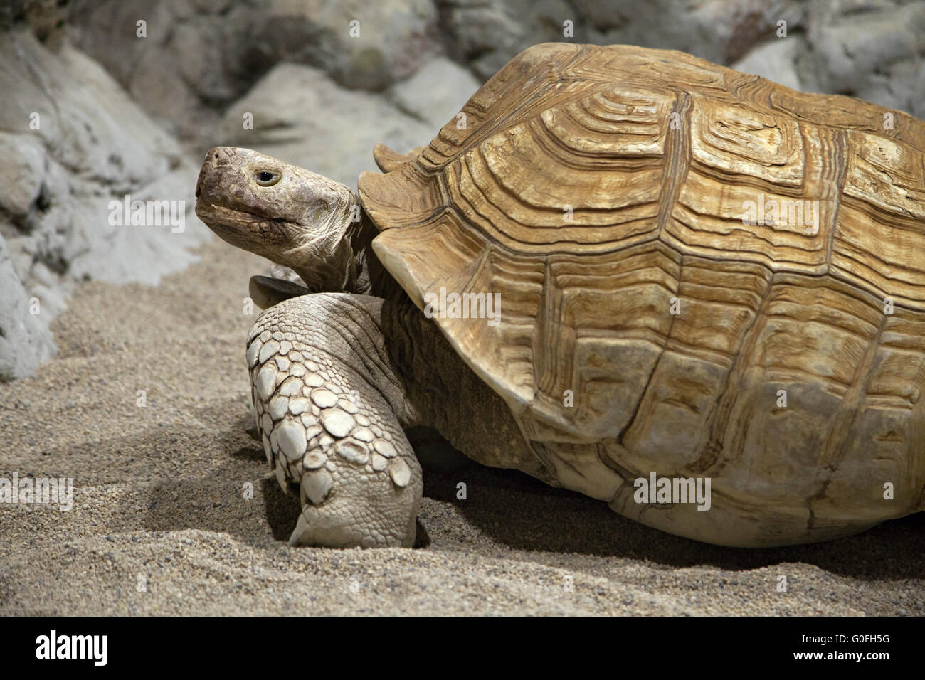 Tortue de terre Banque D'Images