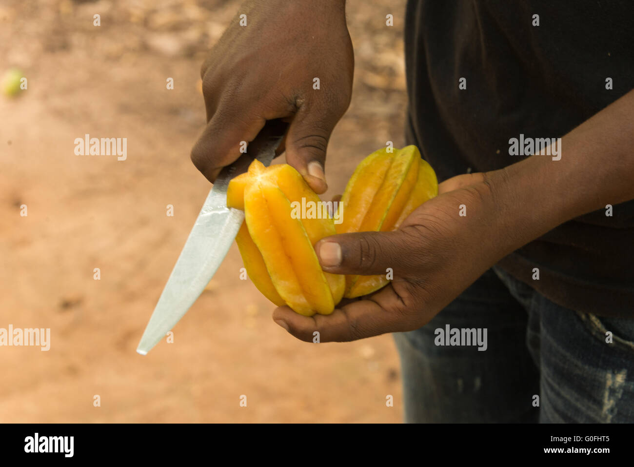 La récolte d'ouvriers agricoles et de tranchage carambolas à plantation à zanzibar Banque D'Images