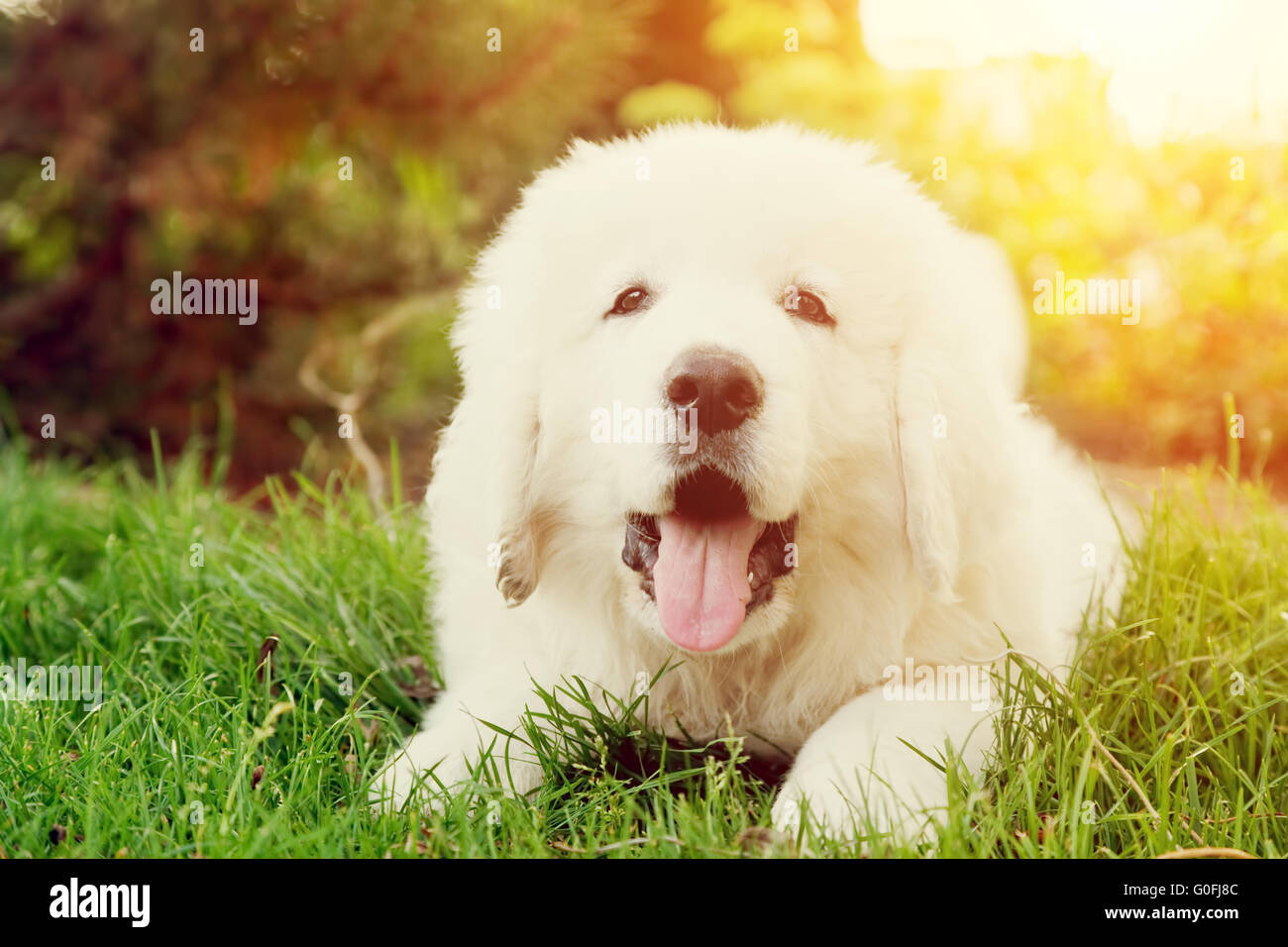 Mignon petit chien blanc couché sur l'herbe. Le berger polonais de Podhale Banque D'Images