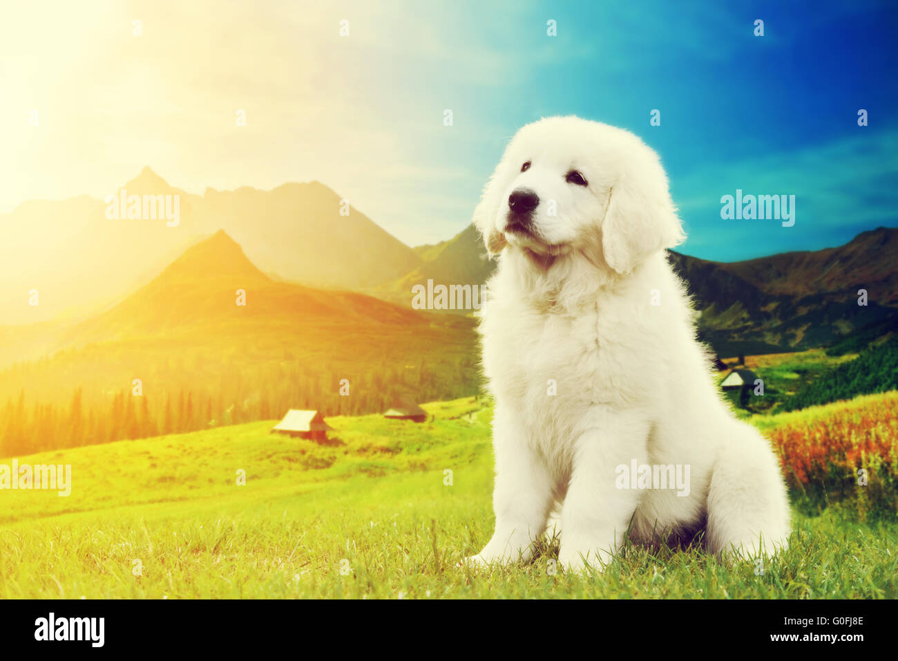 Mignon chiot blanc chien dans les montagnes. Le berger polonais de Podhale Banque D'Images