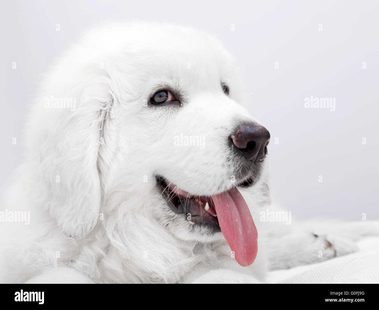 Mignon petit chien blanc couché sur lit. Le berger polonais de Podhale Banque D'Images