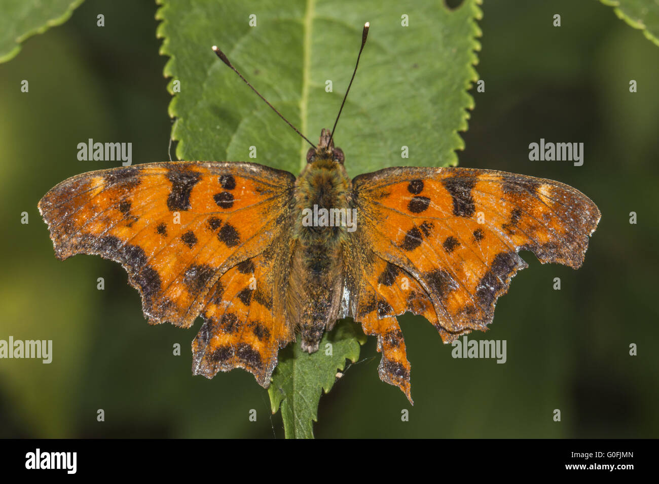 Comma butterfly (Polygonia c-album) Banque D'Images