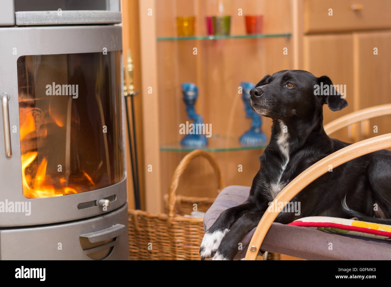 Chien allongé sur des chaises et au chaud avant l'appareil de chauffage Banque D'Images