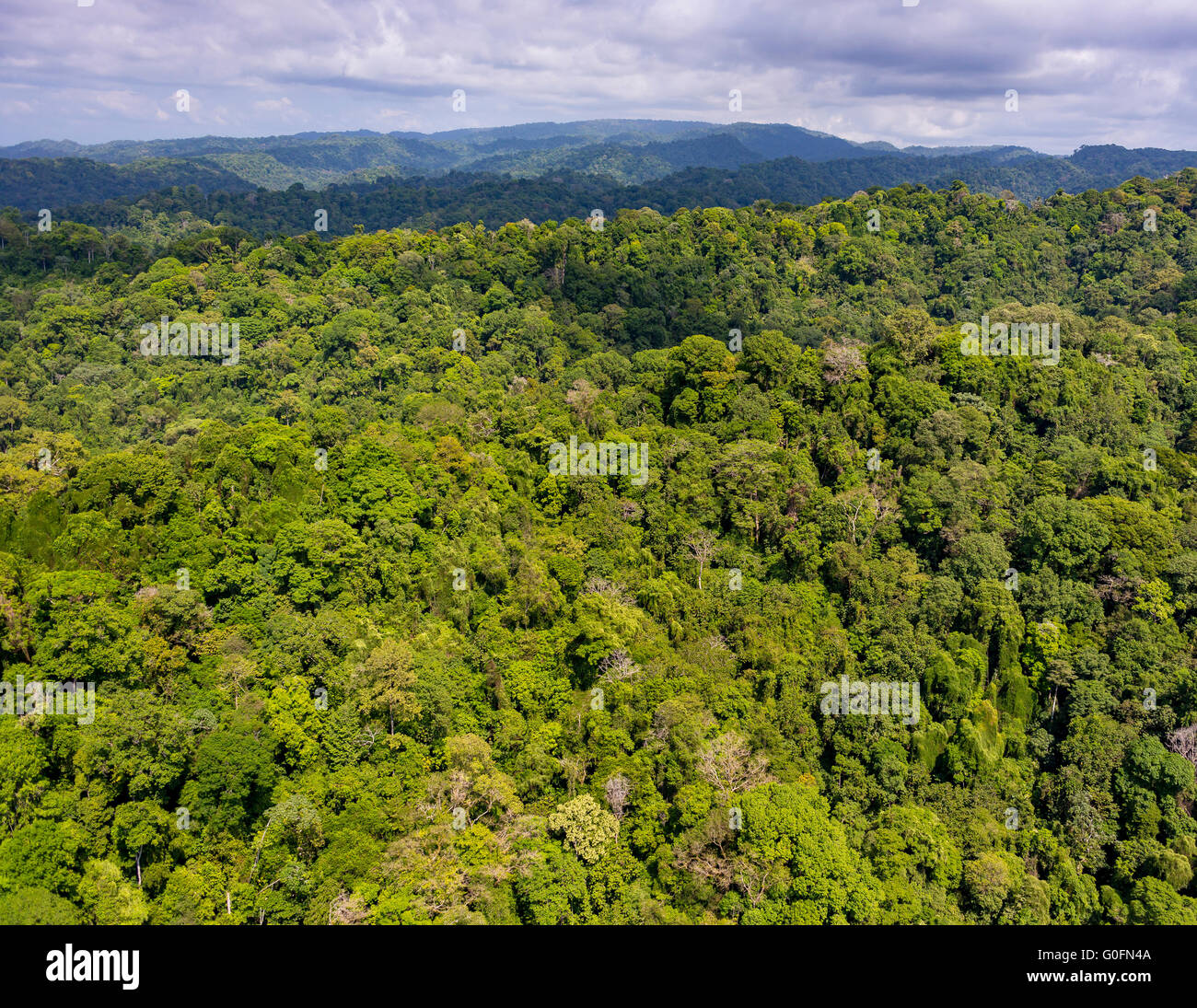 Parc national de Corcovado, COSTA RICA - Péninsule d'Osa. Banque D'Images