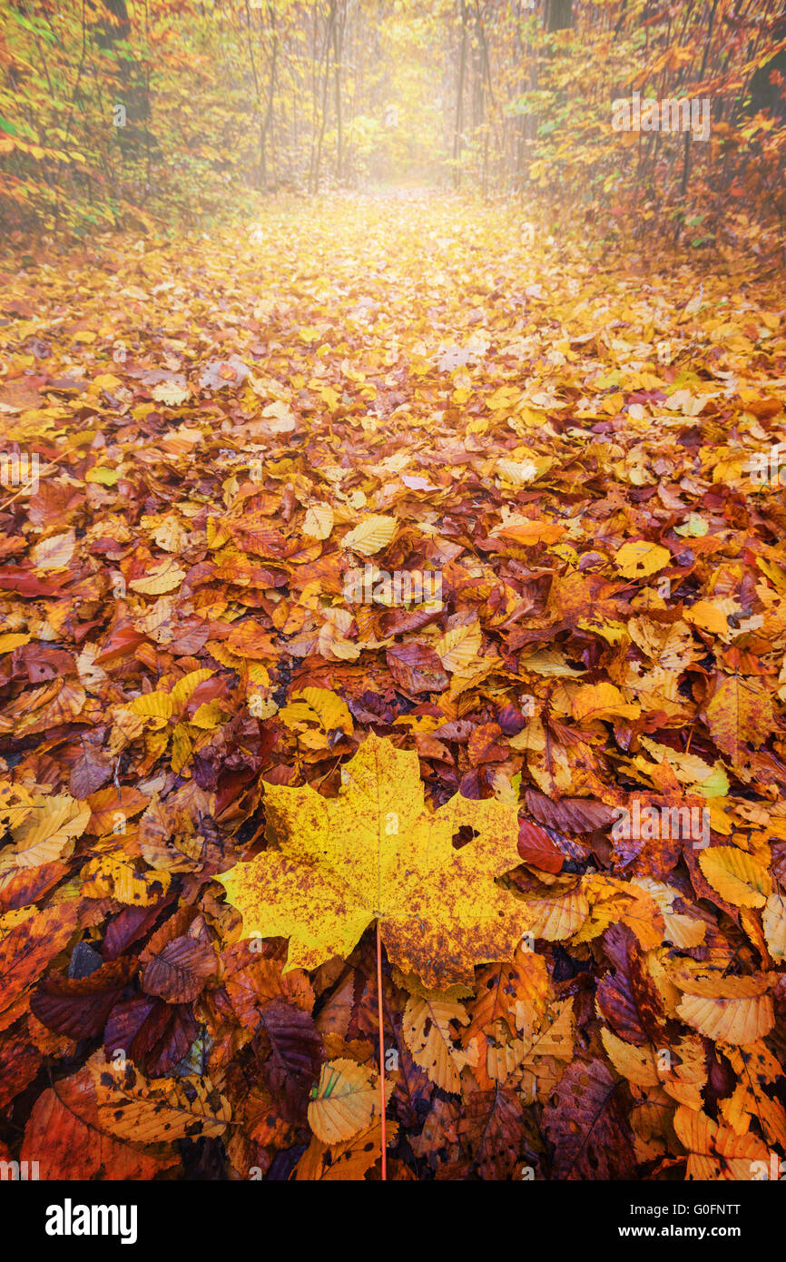 Feuille d'érable sur sentier couvert de feuilles, l'automne Banque D'Images