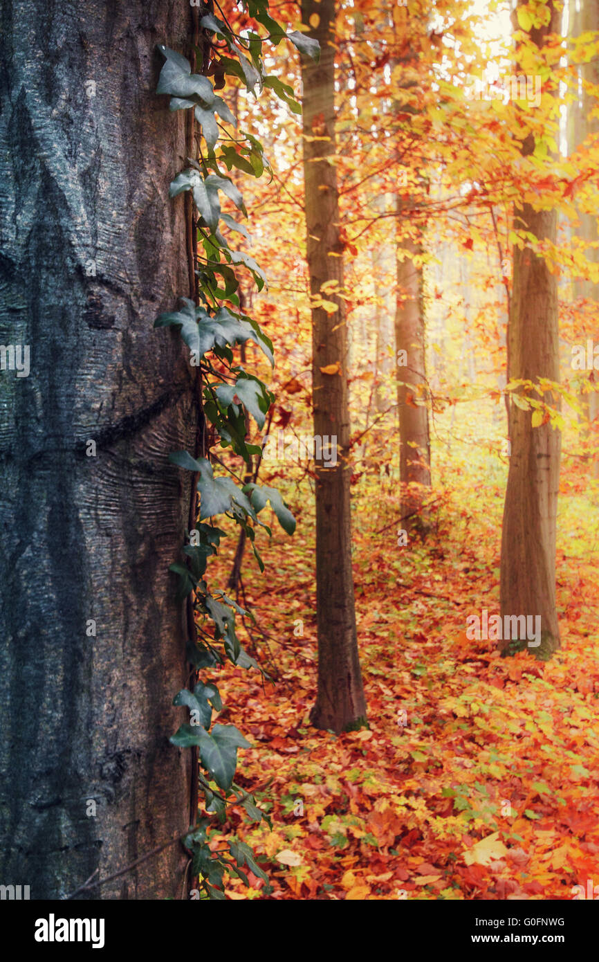 Forêt d’automne Banque D'Images