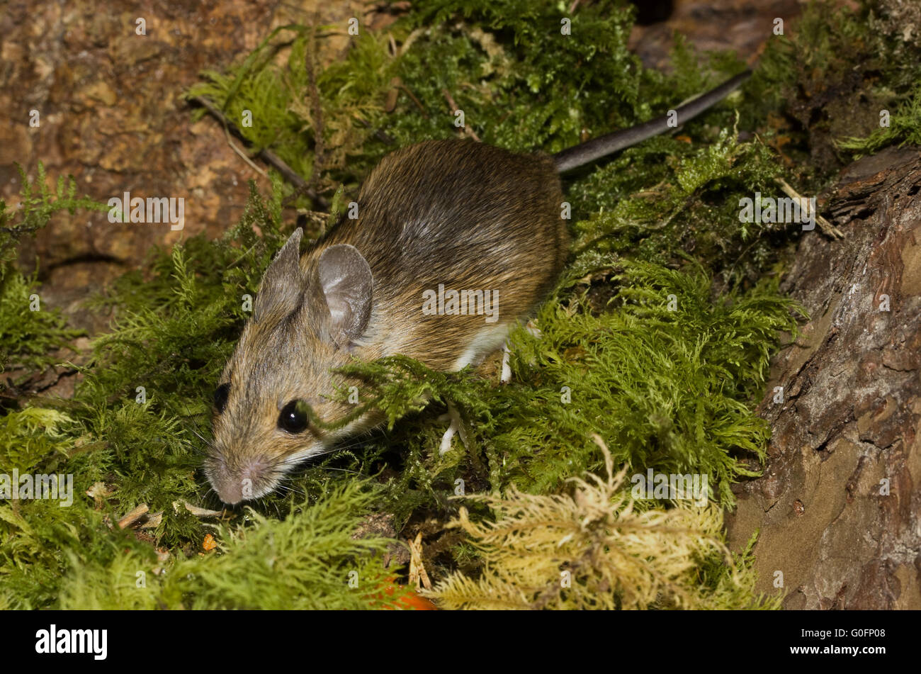 Apodemus sylvaticus souris bois européen Banque D'Images