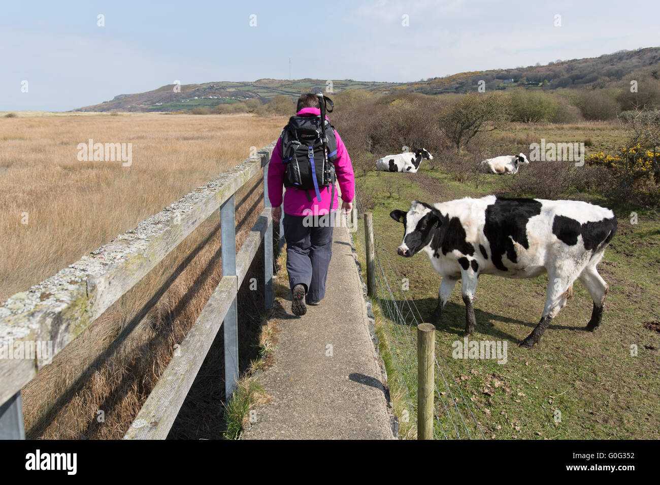 Une vue pittoresque de walker marche sur la mer de mur de l''Anglesey chemin côtier, à Red Bay Wharf. Banque D'Images