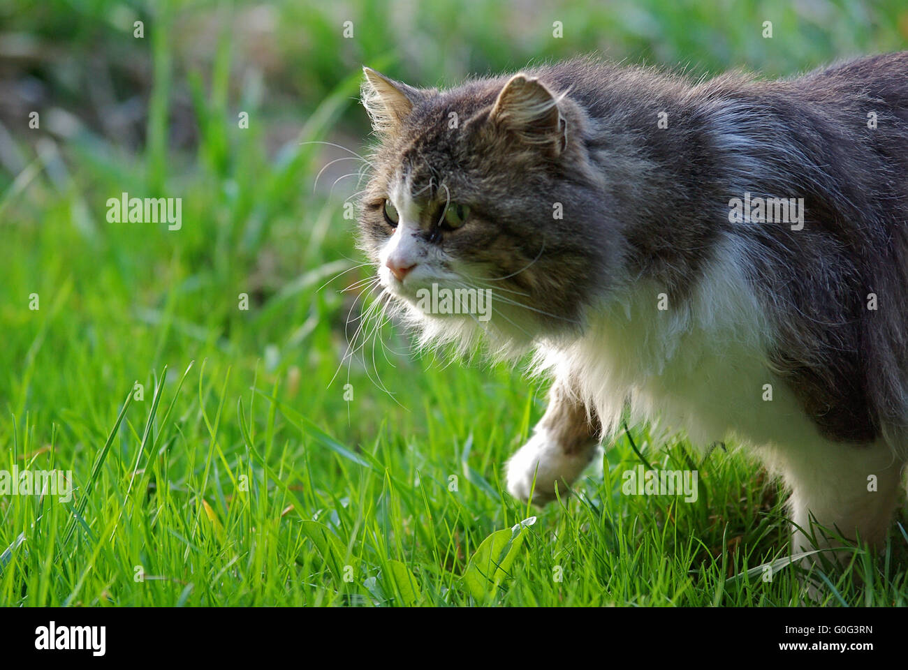 Moitie De Chat Sauvage Photo Stock Alamy Moitie De Chat Sauvage Photo Stock Alamy