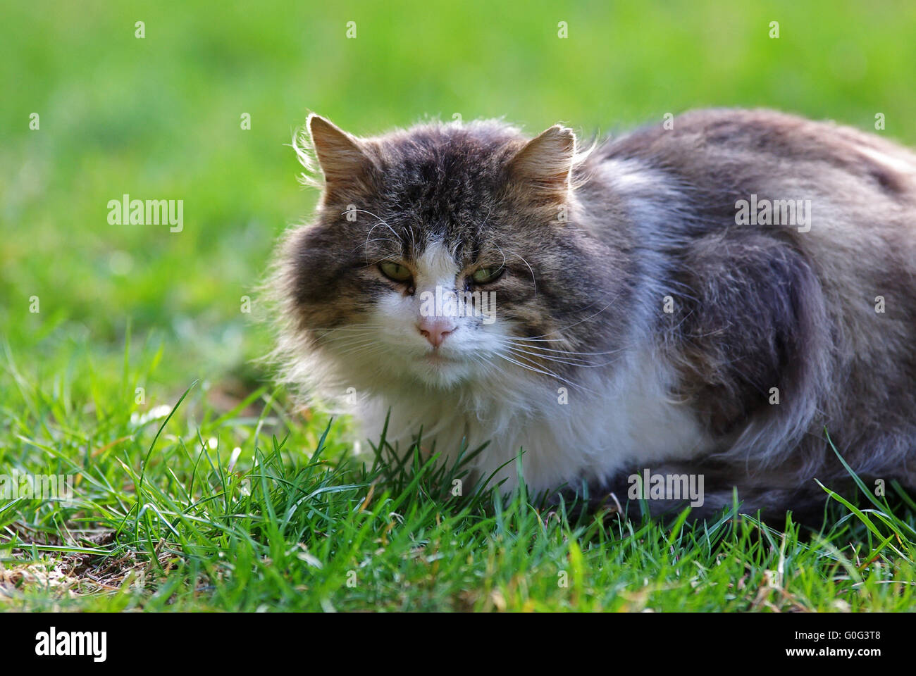 Moitie De Chat Sauvage Photo Stock Alamy