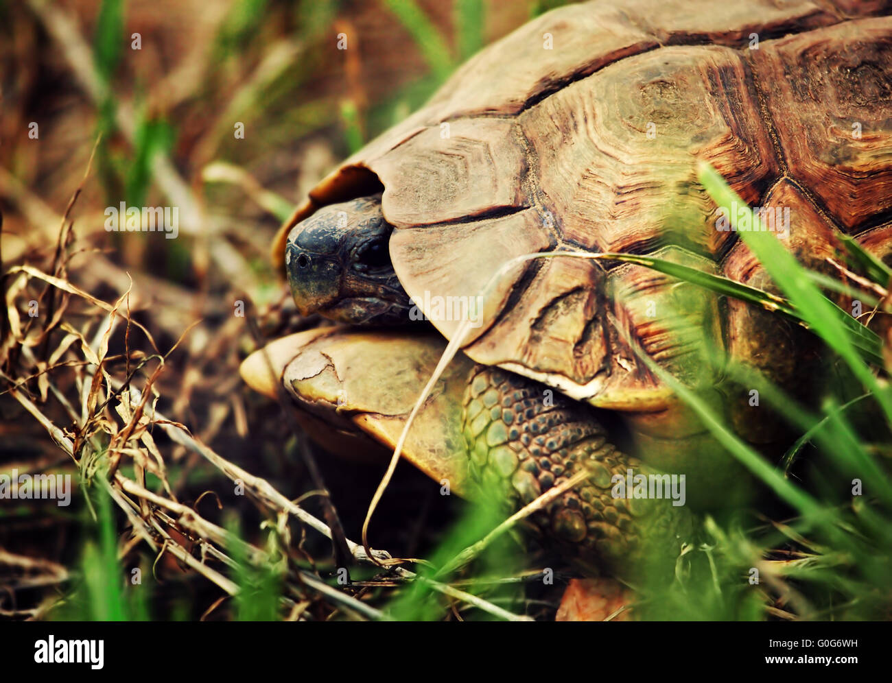 Tortue Léopard sauvage close up, Tanzanie Afrique Banque D'Images