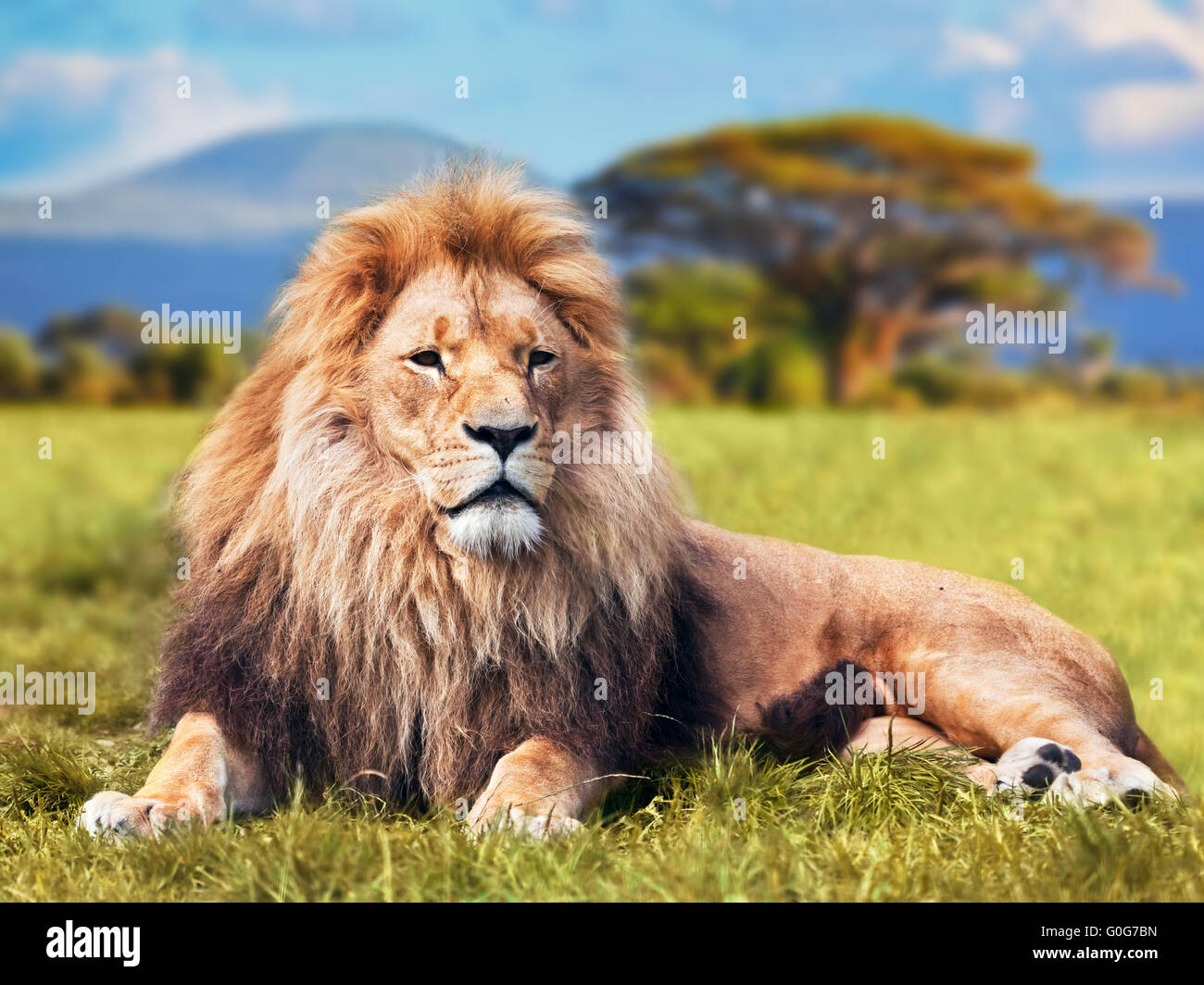 Grand lion couché sur l'herbe de la savane. Paysage avec arbres caractéristique sur la plaine et collines en arrière-plan Banque D'Images