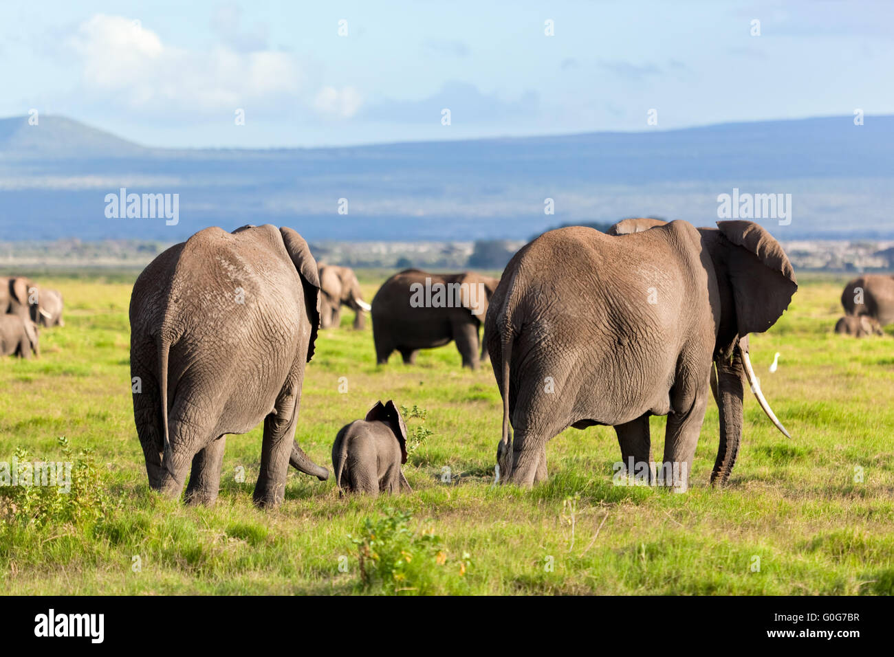 Troupeau d'éléphants sur savane africaine à marcher vers le Mont Kilimanjaro. Safari à Amboseli Banque D'Images