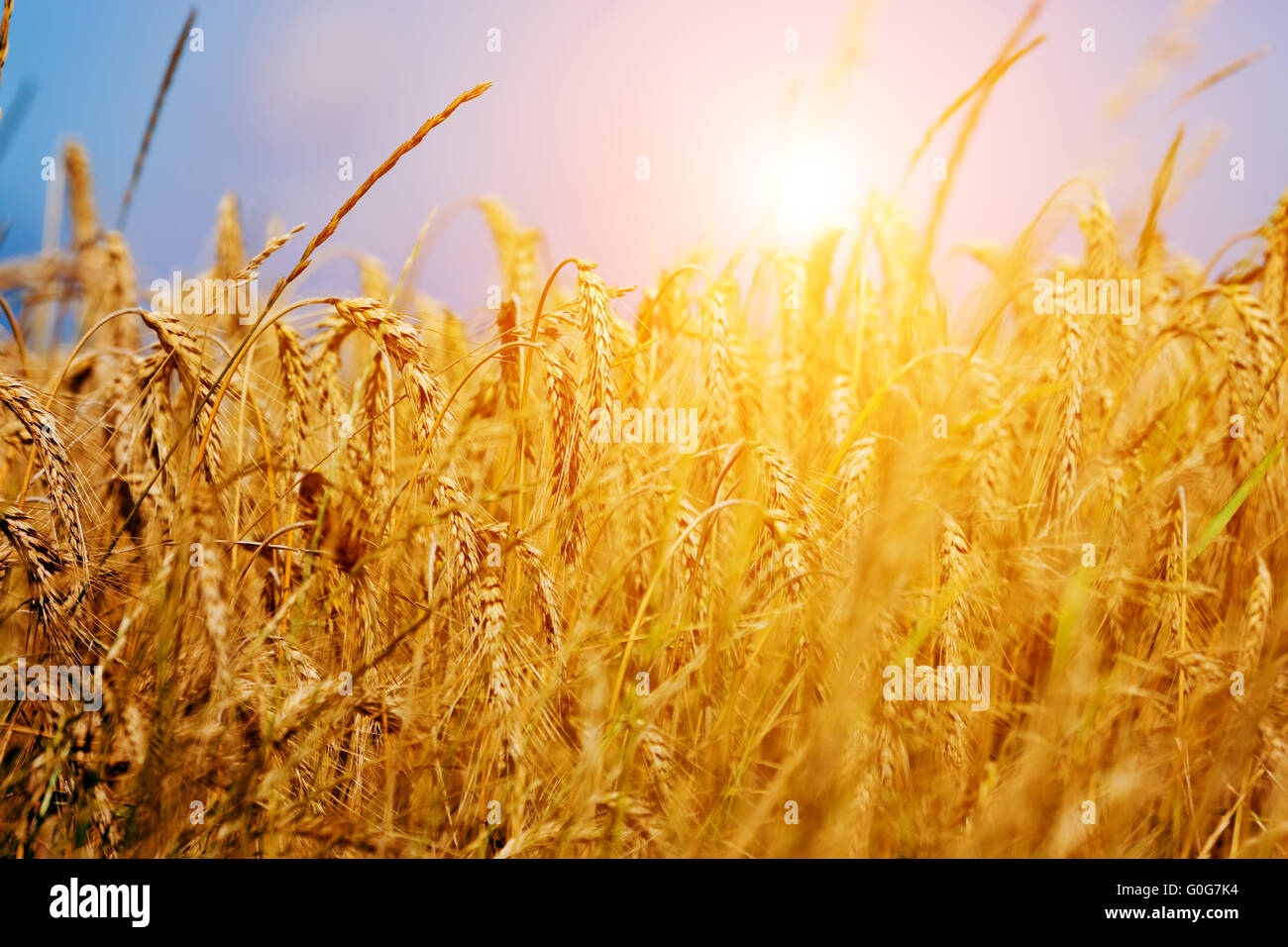 Sunny wheat field close-up. Contexte L'agriculture Banque D'Images