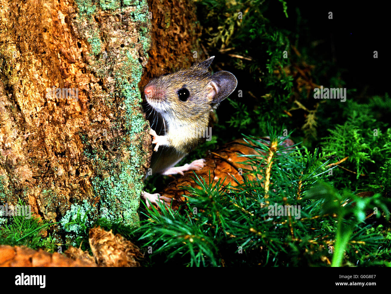 La souris, la souris en bois Banque D'Images