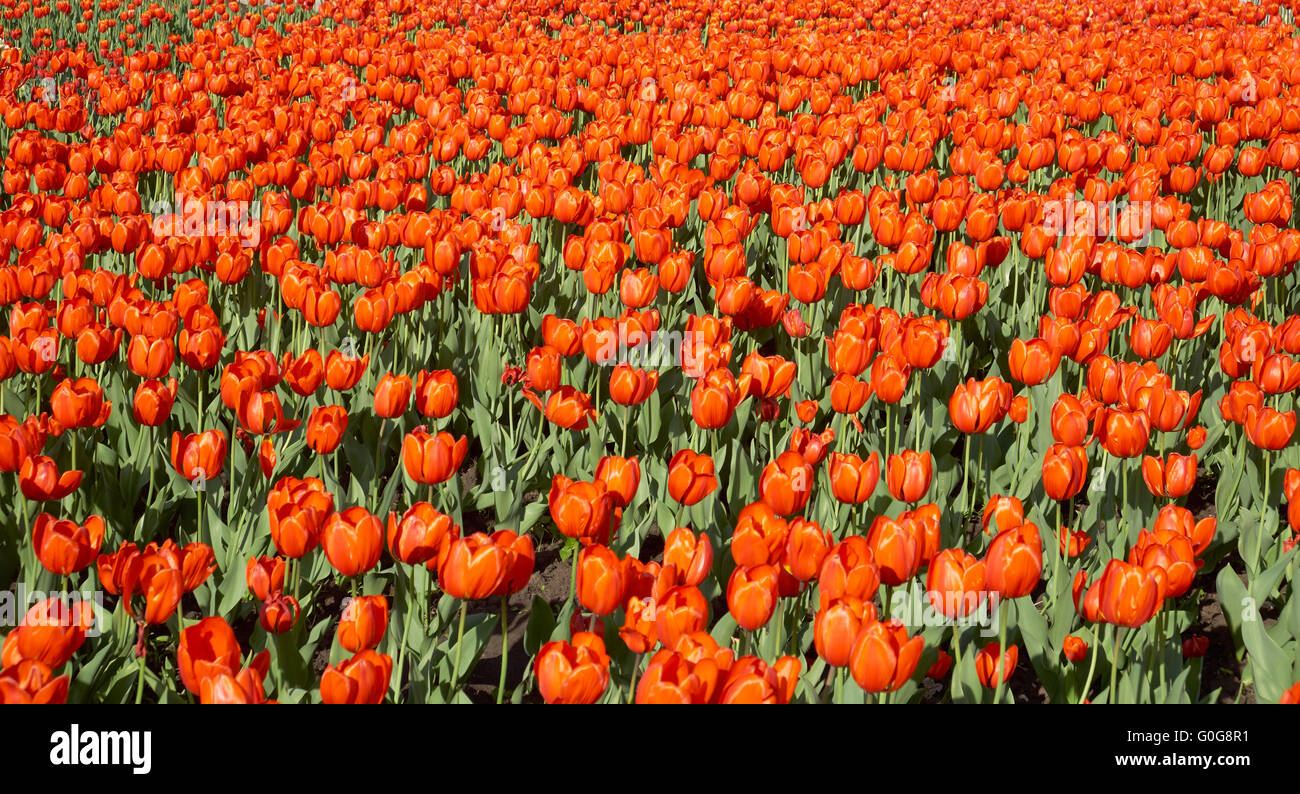 Orange vif ou rouge Banque de photographies et d’images à haute — free download
