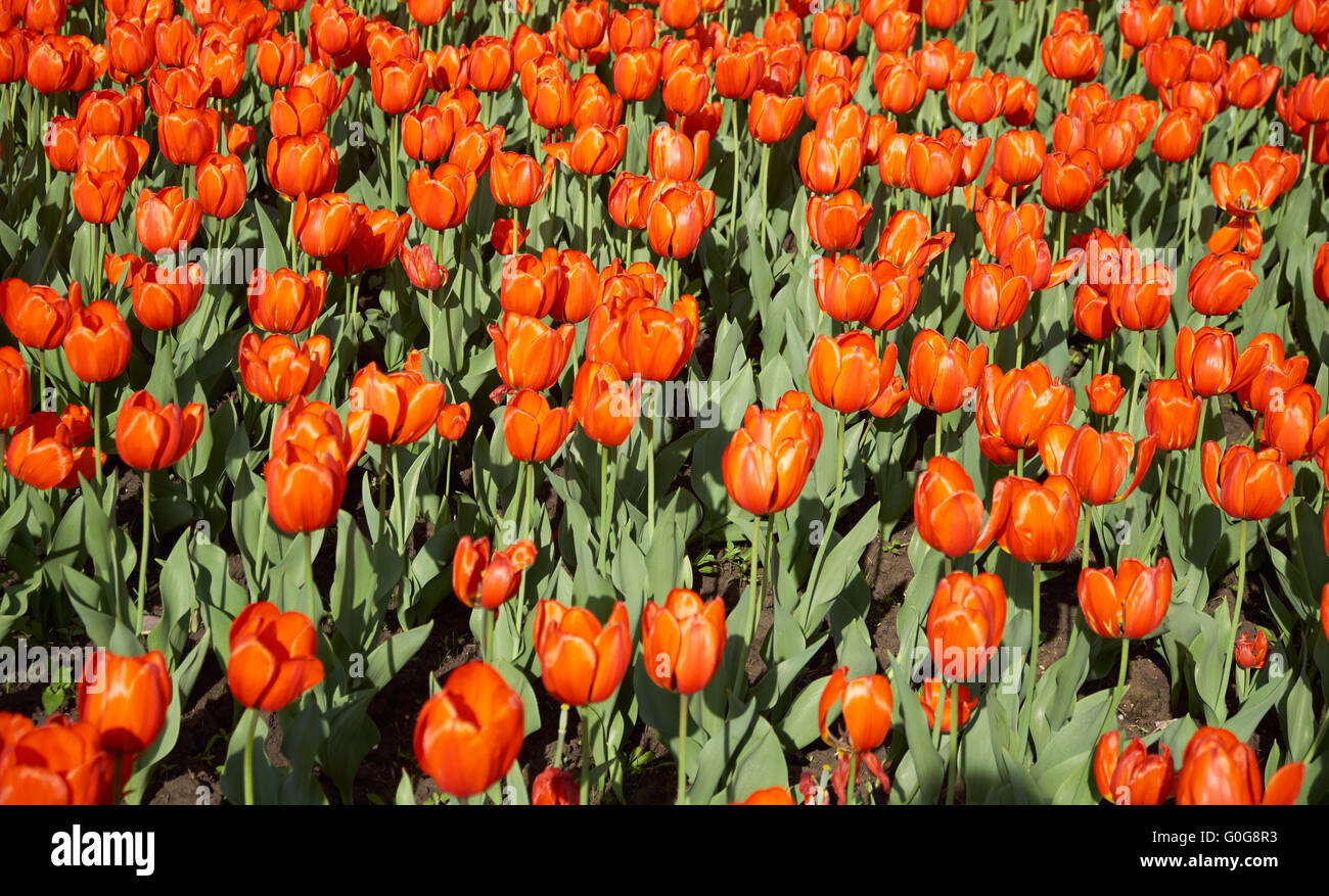 Domaine de l'orange vif-tulipes rouges Banque D'Images