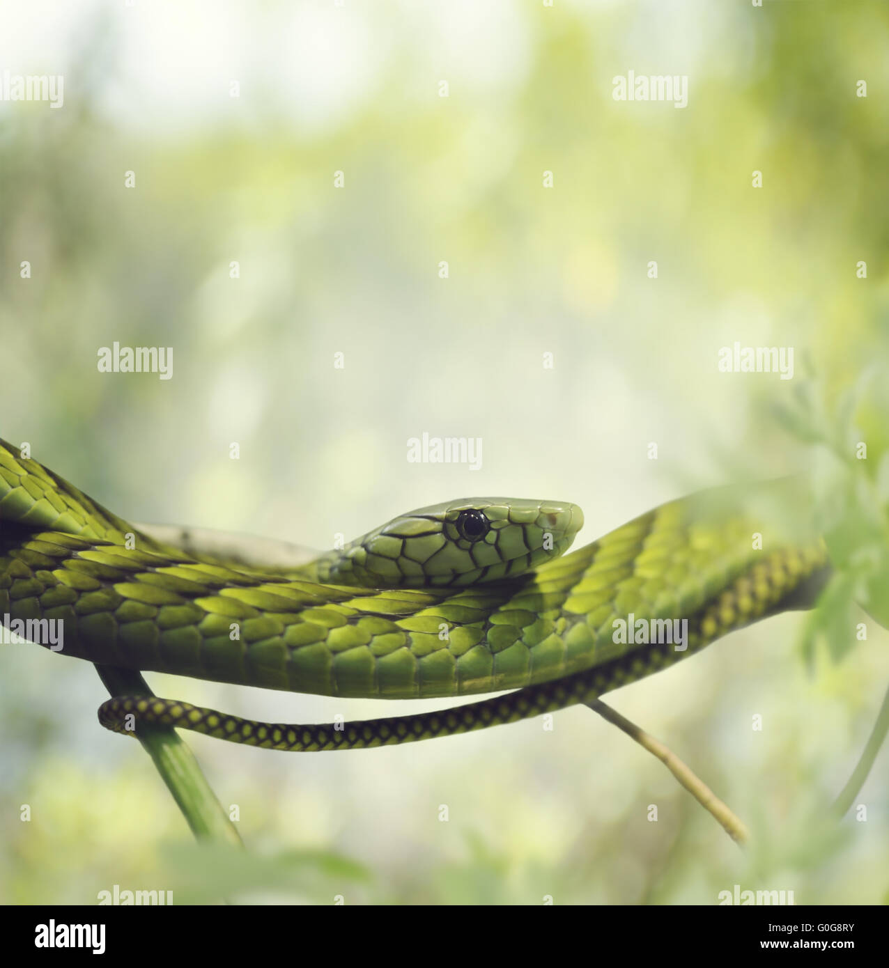 Mamba vert de l'Afrique de l'Ouest Banque D'Images