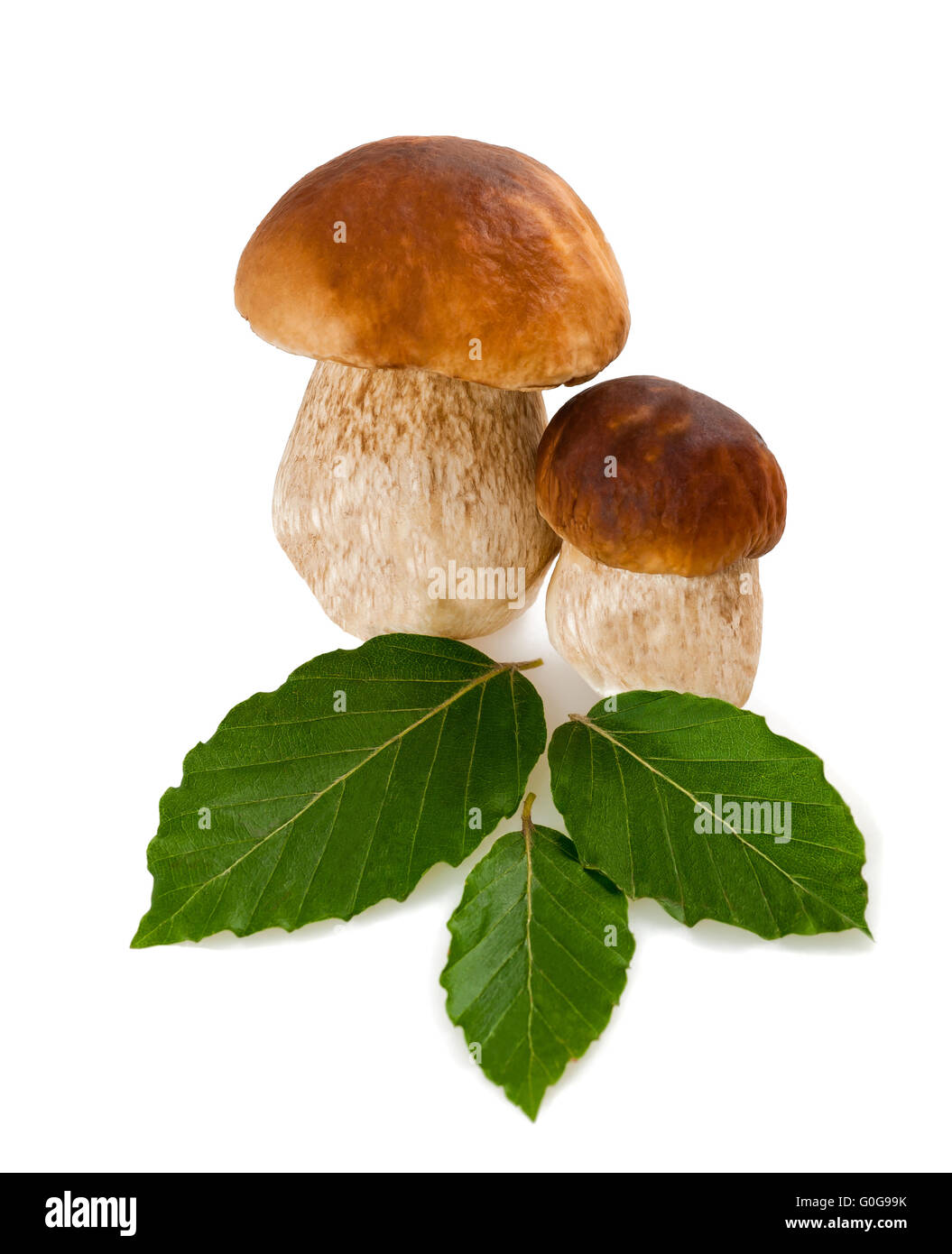 Deux champignons et feuilles de hêtre ; Banque D'Images