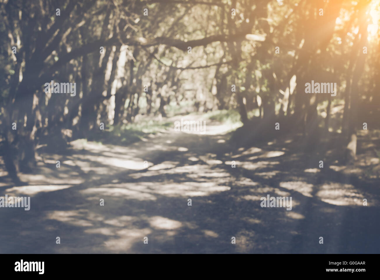 Nature Fond flou avec filtre Style Instagram Photo Stock - Alamy