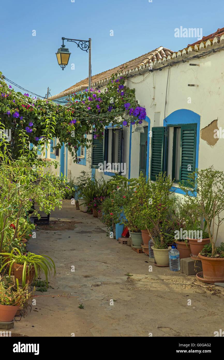 Fleurs dans une ruelle de la vieille ville de Lagos, Algarve, Portugal, Europe Banque D'Images