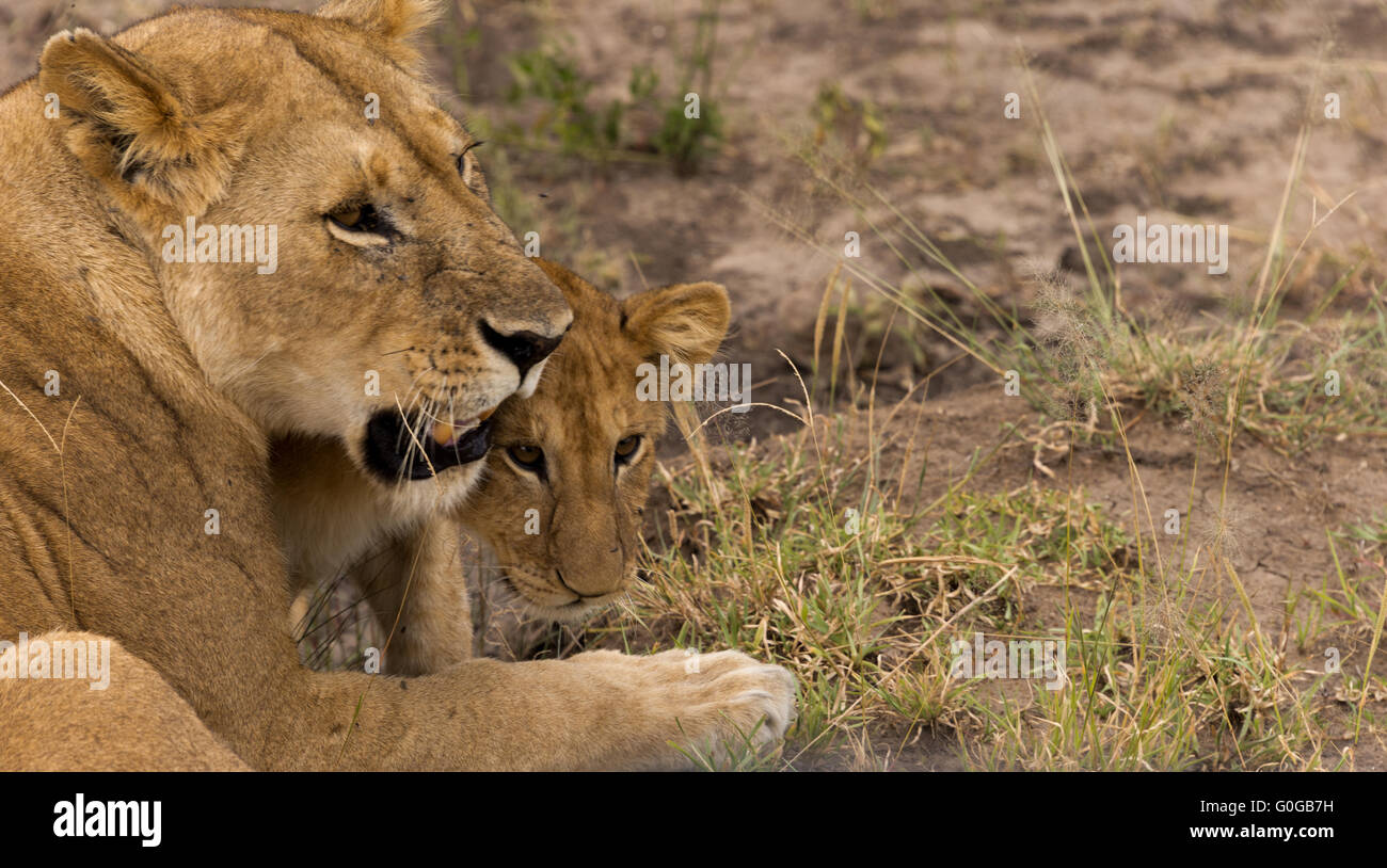 Lionne avec cub Banque D'Images