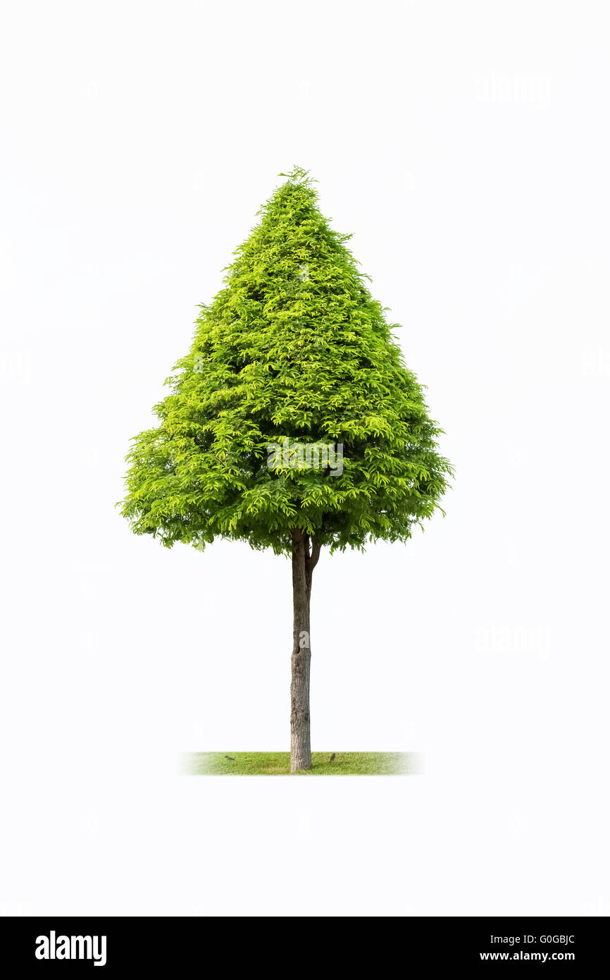 Arbre isolé paysage Banque D'Images