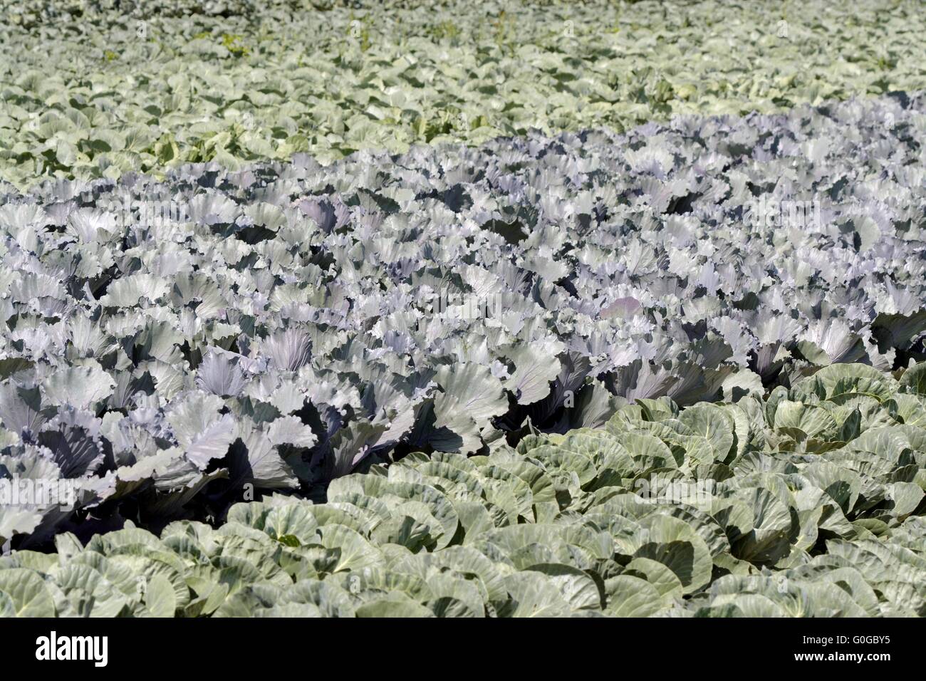 Domaine de légumes Banque D'Images