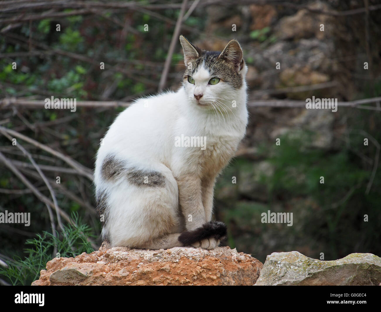 chat Banque D'Images