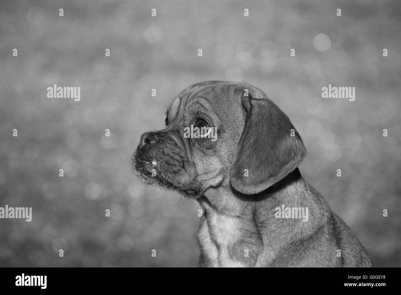 Puggle contre natural background Banque D'Images