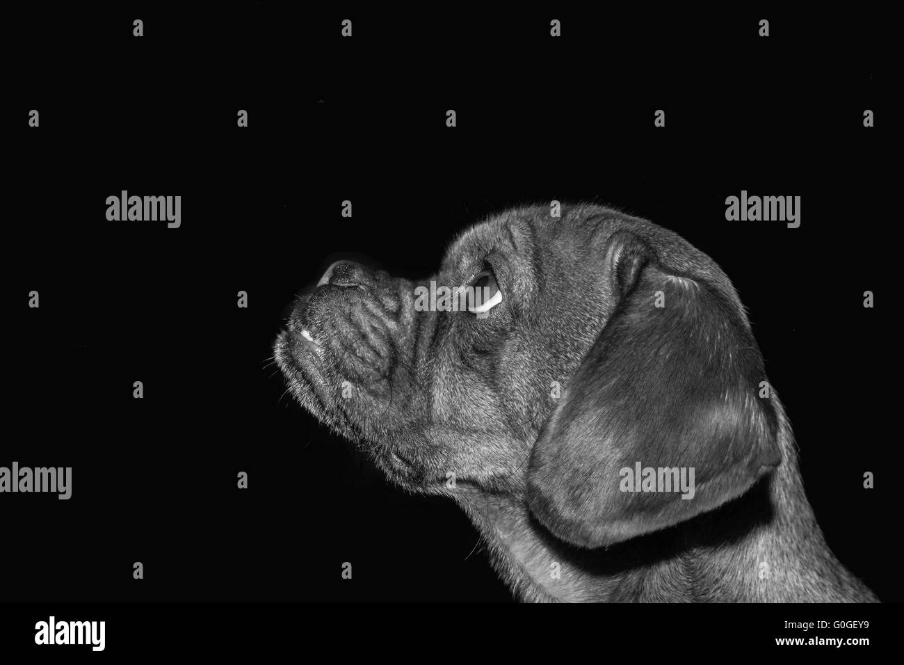 Puggle sur fond noir Banque D'Images